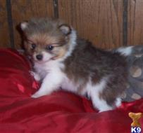 pomeranian puppy posted by Jessica reynolds